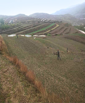 20200729111134492 陇南柴胡尺度化种植试验田