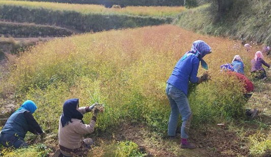 20200916091332682 黄芩规范化种植基地